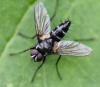 Gastrolepta anthracina